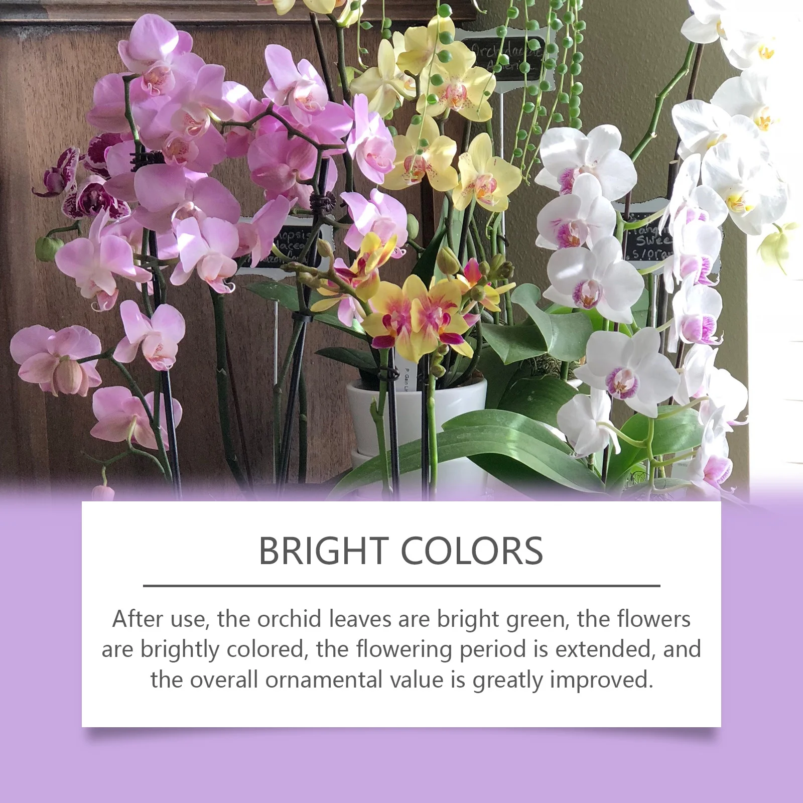 Orchid Plant Growth Agent - Fl - Plant Pot 评论和价格