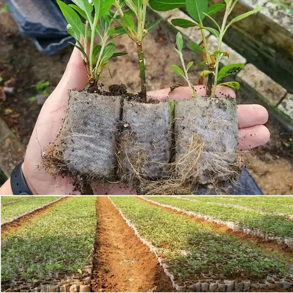 100pcs Biodegradable Seed Nurs - Seed Starter Tray 评论和价格