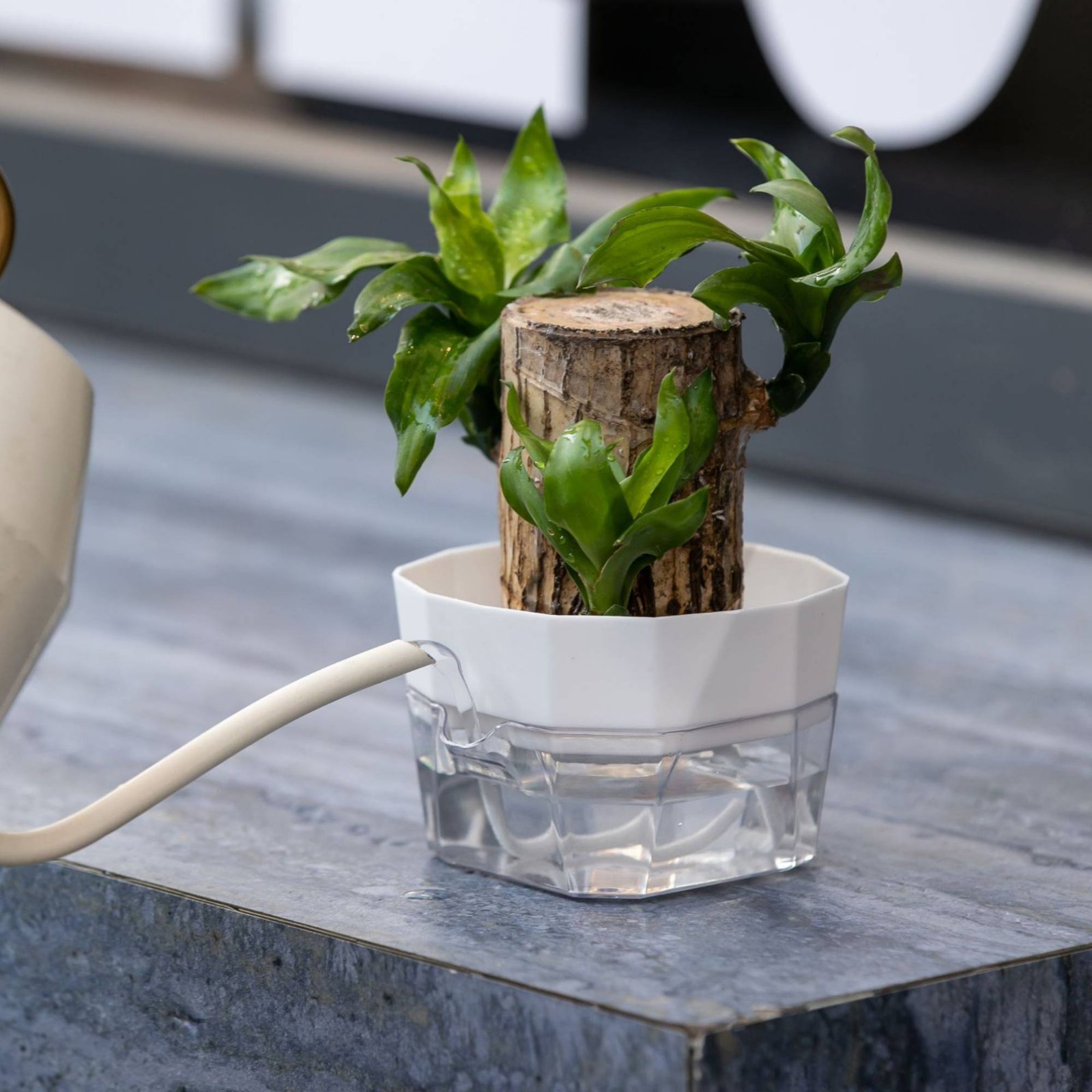Hydroponic Bulb Vase 2-Tier De - Plant Pot 评论和价格