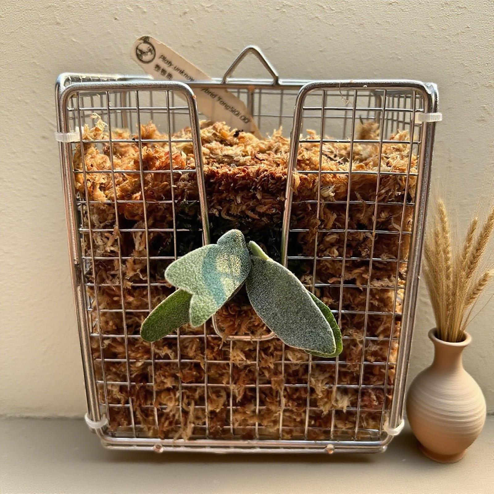 Staghorn Fern Mounting Kit sta - Vertical Planter 评论和价格