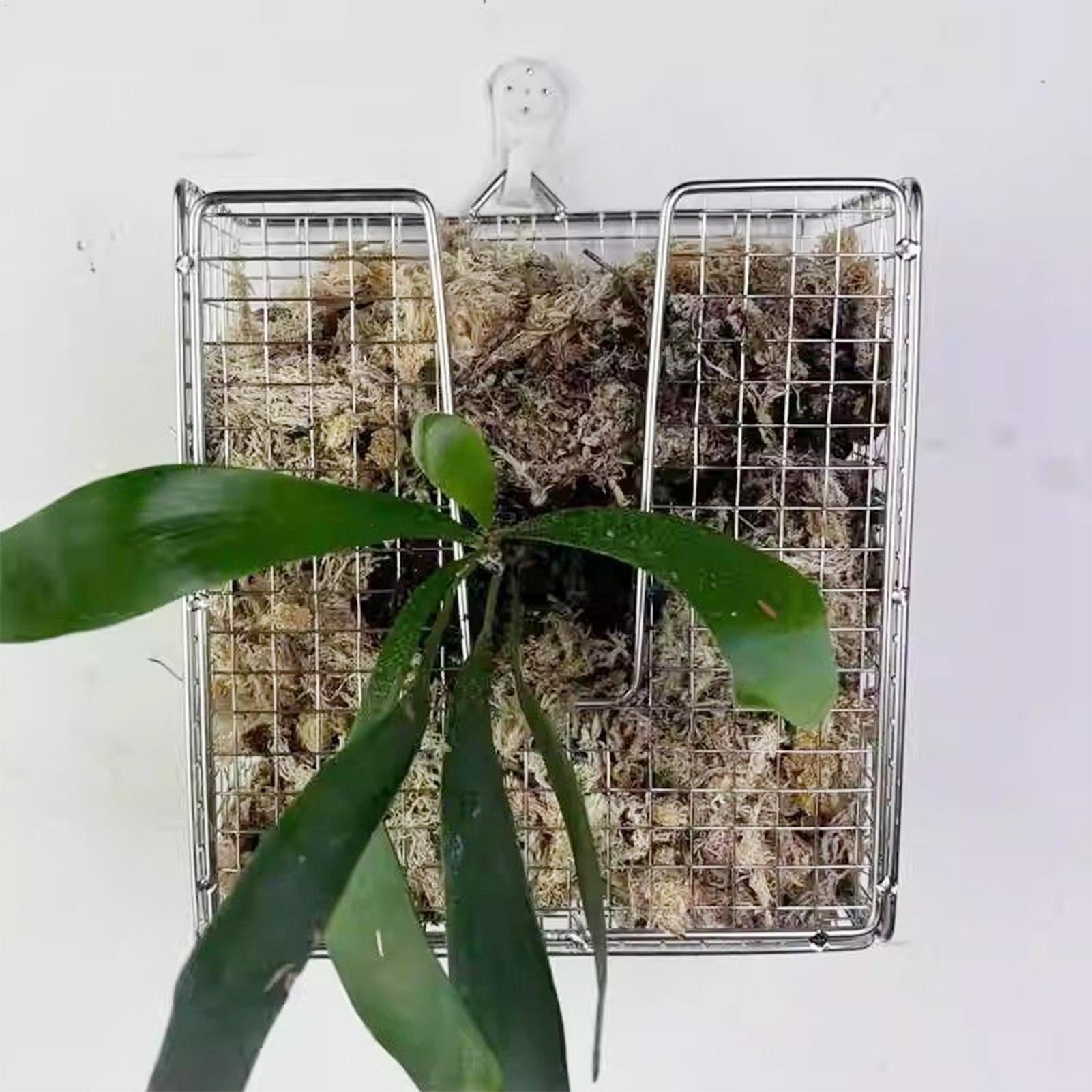 Staghorn Fern Mounting Kit sta - Vertical Planter 评论和价格