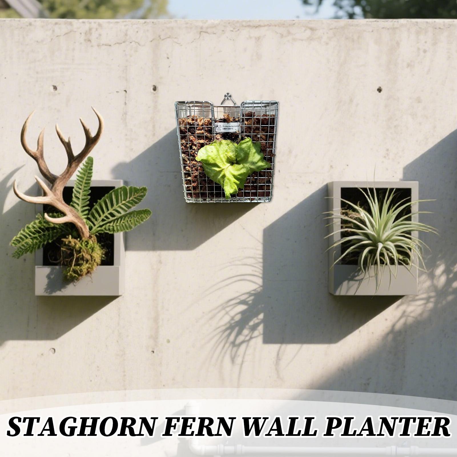 Staghorn Fern Mounting Kit sta - Vertical Planter 评论和价格