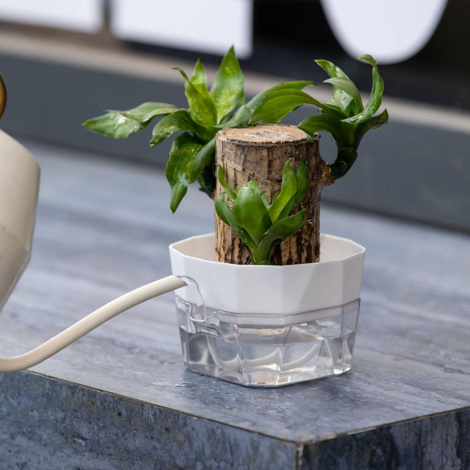Hydroponic Vase Two Layer Self - Self Watering Planter 评论和价格