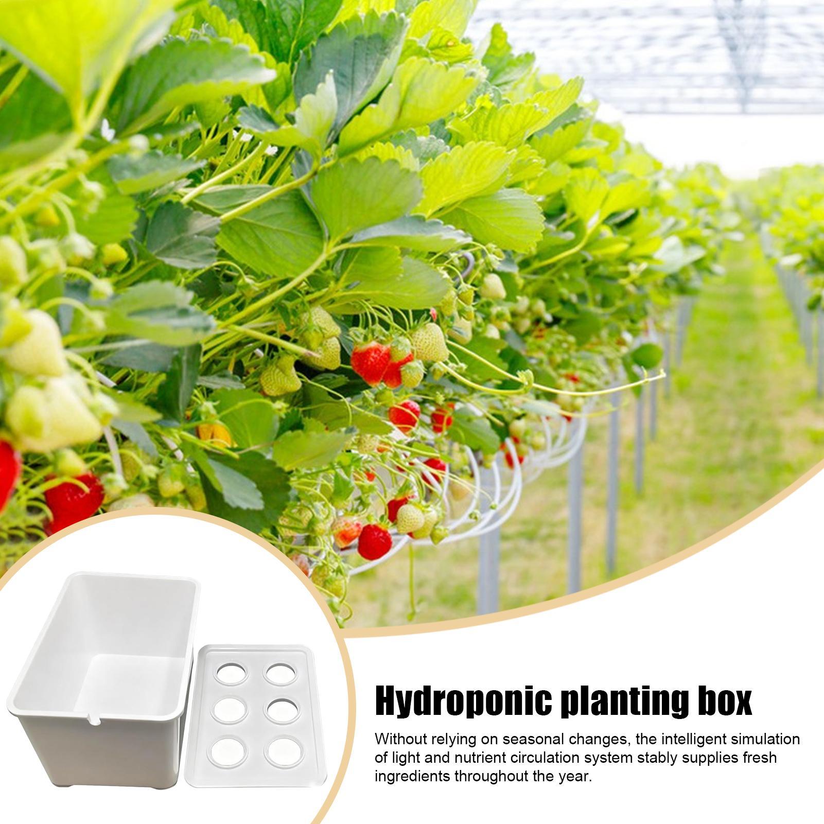 Hydroponic Planting Kit Beginn - Hydroponic Kit 评论和价格