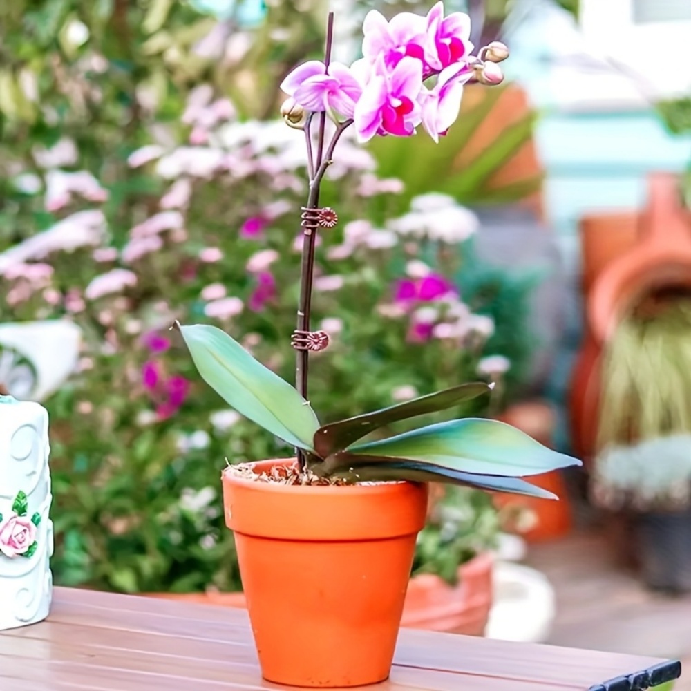 100 Pieces of Orchid and Vine  - Indoor Herb Garden 评论和价格