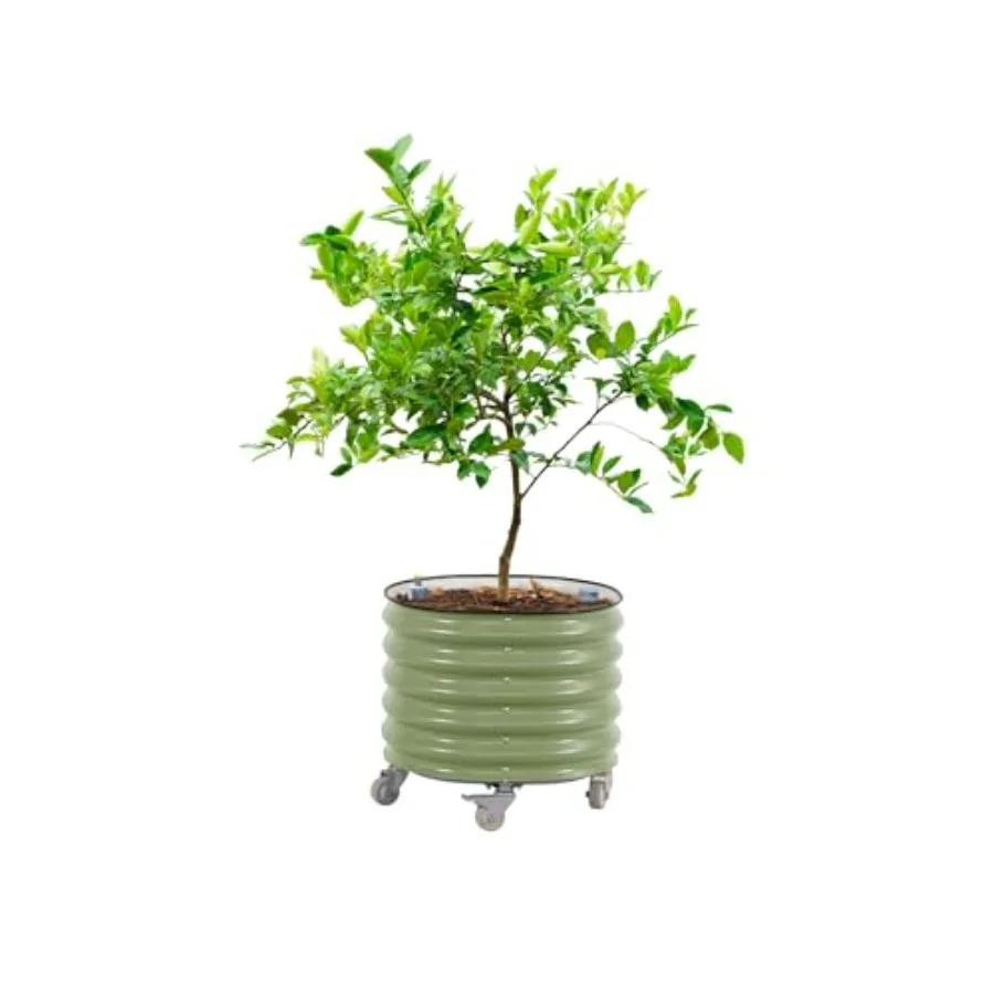 Rolling Citrus Tree Planter Ge - Self Watering Planter 评论和价格