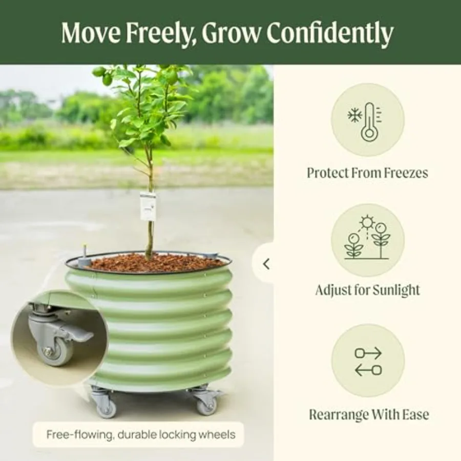 Rolling Citrus Tree Planter Ge - Self Watering Planter 评论和价格