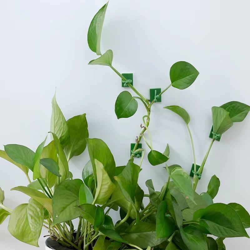 Self‑Adhesive Plant Climbing W - Indoor Herb Garden 评论和价格