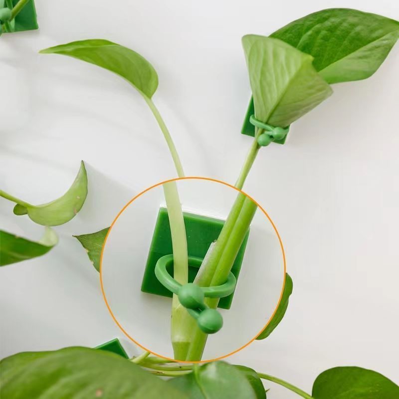 Self‑Adhesive Plant Climbing W - Indoor Herb Garden 评论和价格