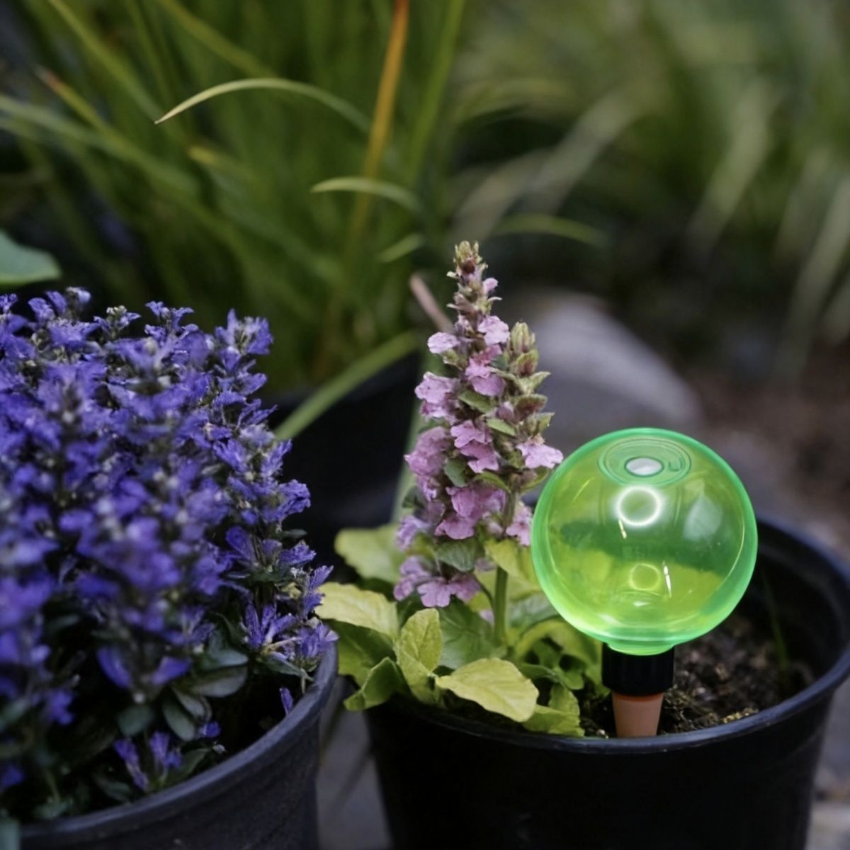 3pcs Large Plant Self Watering - Self Watering Planter 评论和价格