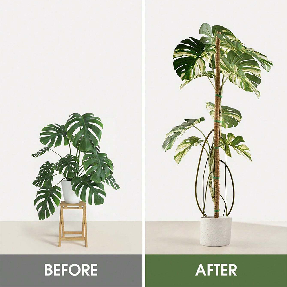 Moss Pole for Plants Monstera  - Indoor Herb Garden 评论和价格