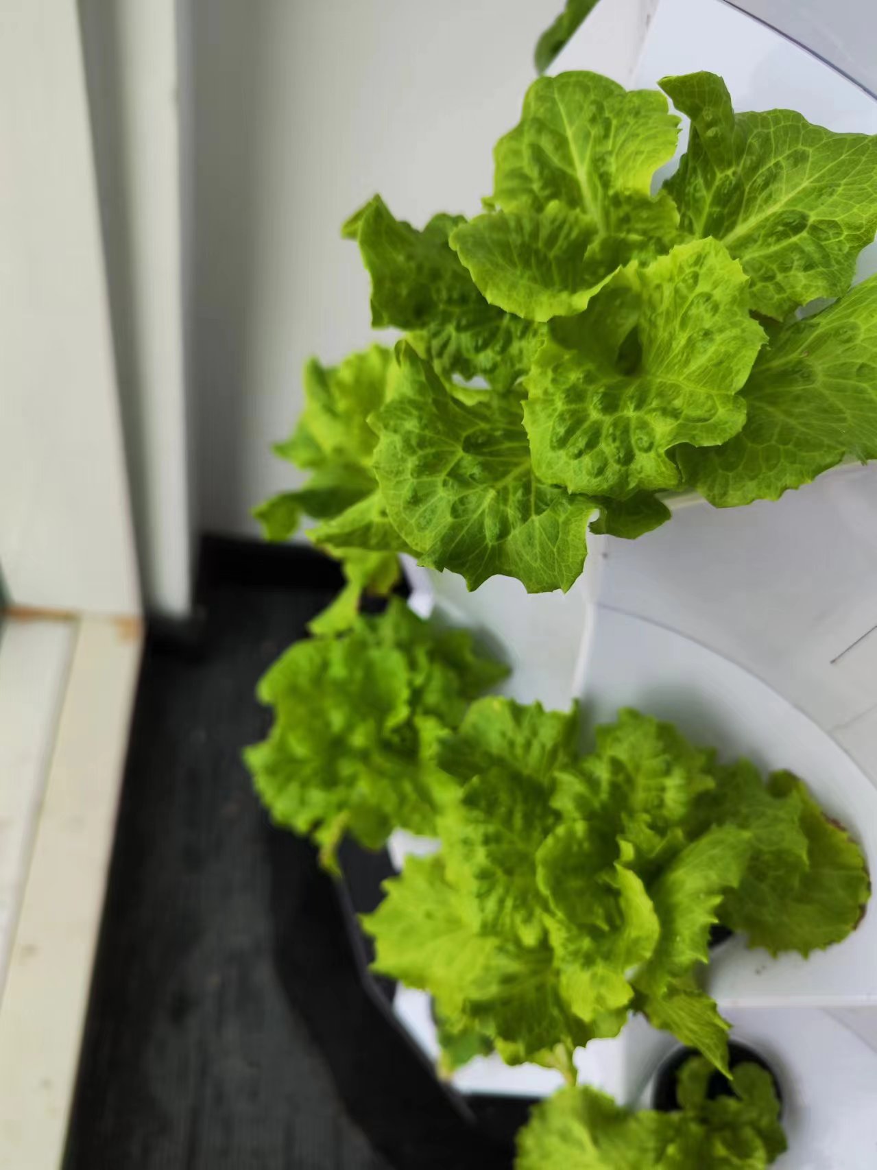 Farm Auto Irrigation Drip Kit  - Hydroponic Kit 评论和价格